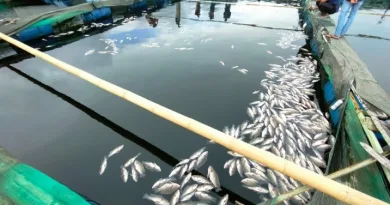 Fenomena Alam di Lumbok Seminung, Membuat Ribuan Ikan mati Mendadak